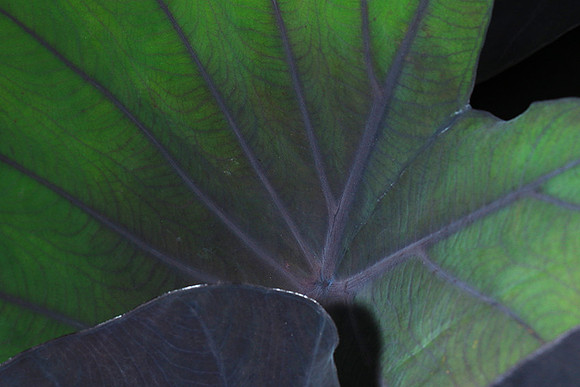 Leaves in Costa Rica