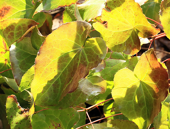 Epimedium leaves in spring