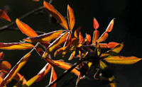 Autumn in my garden