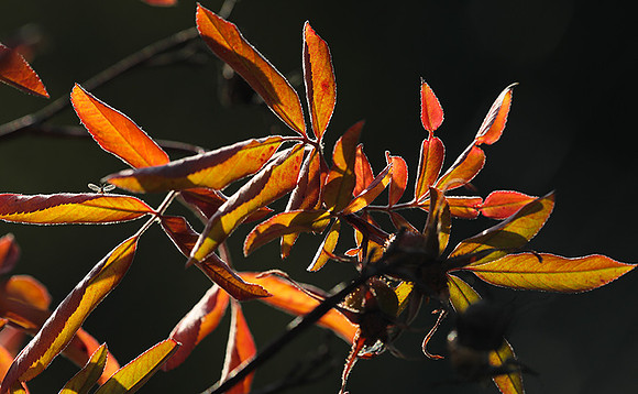 Autumn in my garden