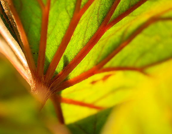 Leaves in Costa Rica