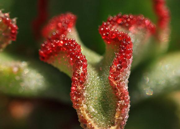 Succulents - Namaqualand - South Africa