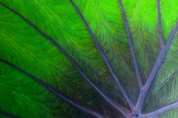 Leaves in Costa Rica