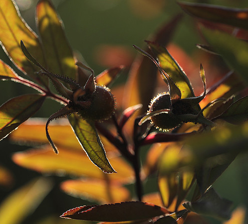 Autumn in my garden