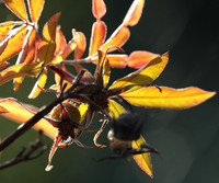 Autumn in my garden