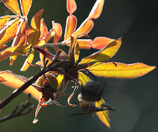 Autumn in my garden