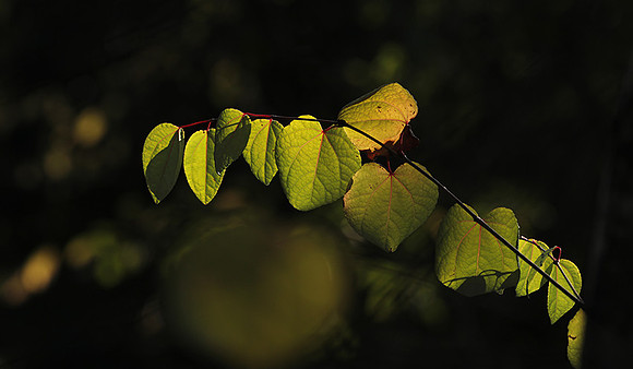 Autumn in my garden