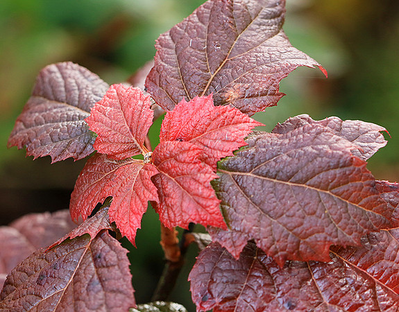 Hydrangea quercifolia (autumn)