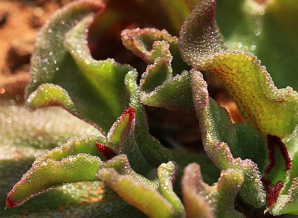 Succulents - Namaqualand - South Africa