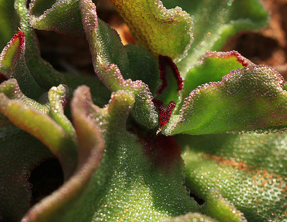 Succulents - Namaqualand - South Africa