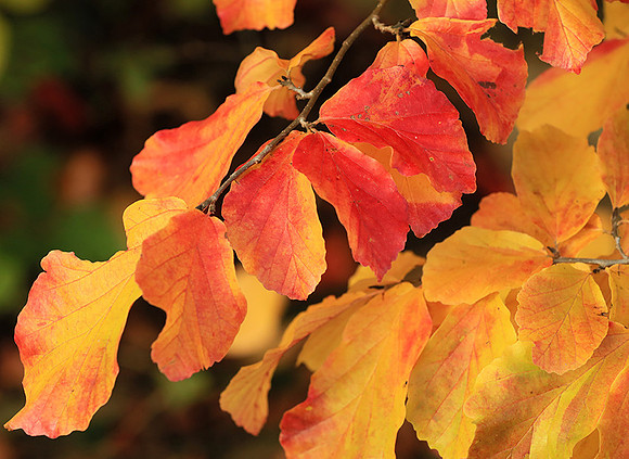 Autumn leaves - France