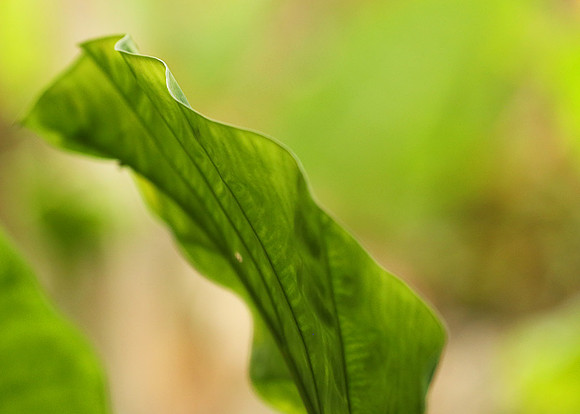 Vietnam : leaves in the rain