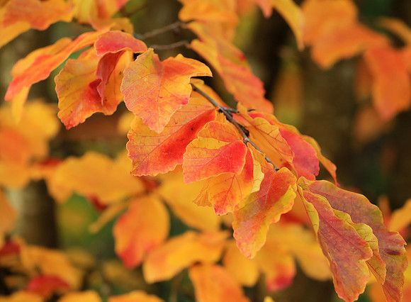 Autumn leaves - France