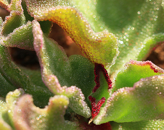 Succulents - Namaqualand - South Africa