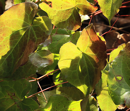 Epimedium leaves in spring