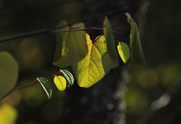 Autumn in my garden