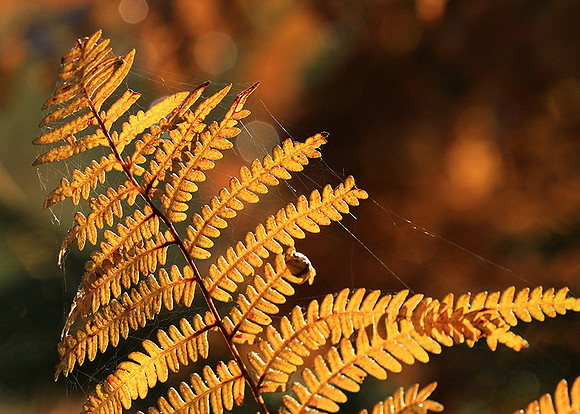 Ferns (fougères) - East of France