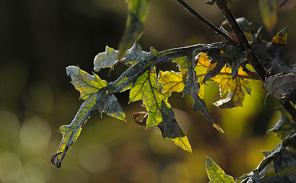Autumn in my garden