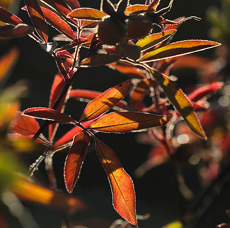 Autumn in my garden