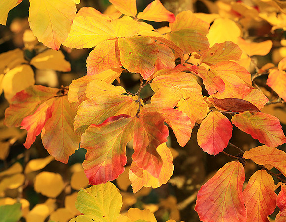 Autumn leaves - France