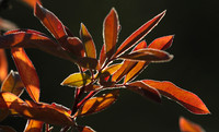 Autumn in my garden