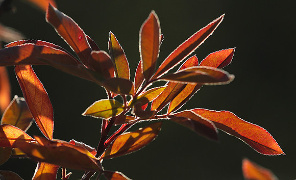 Autumn in my garden