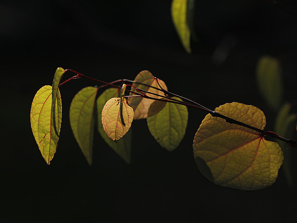 Autumn in my garden