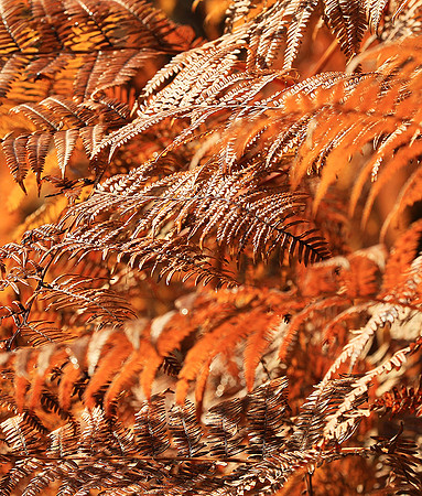 Ferns (fougères) - East of France