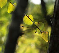 Autumn in my garden