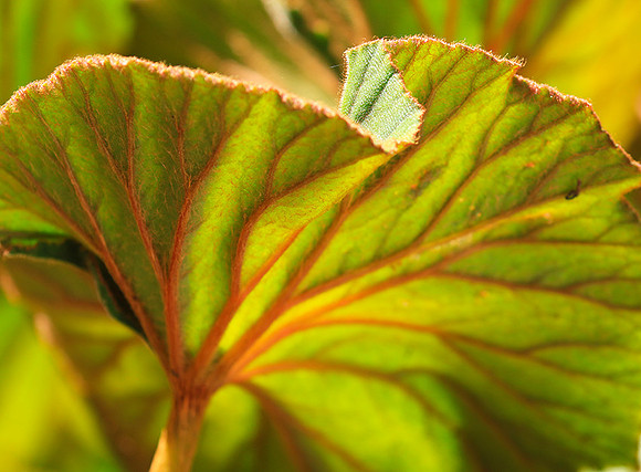 Leaves in Costa Rica