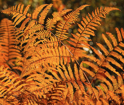 Ferns (fougères) - East of France