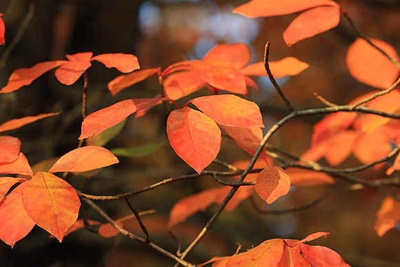 Autumn leaves - France