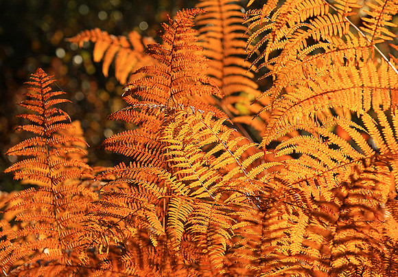Ferns (fougères) - East of France