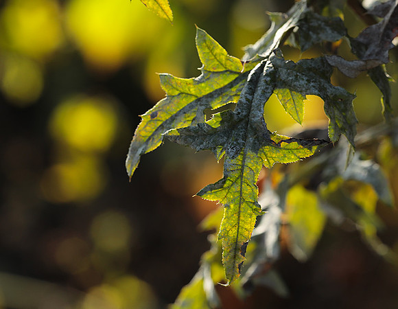 Autumn in my garden