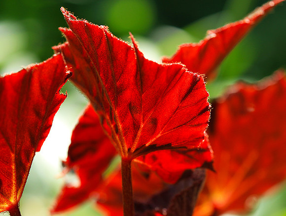 Leaves in Costa Rica