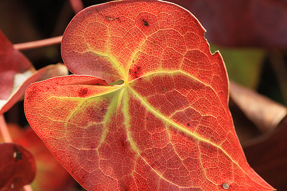 Epimedium leaves (early spring)