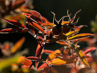Autumn in my garden