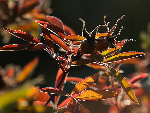 Autumn in my garden