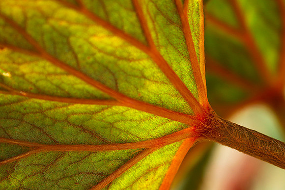 Leaves in Costa Rica