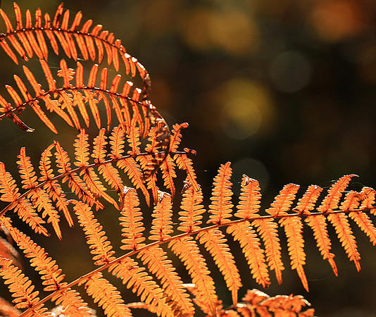 Ferns (fougères) - East of France