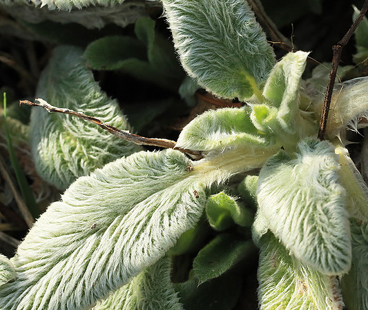 Stachys lanata leaves in spring
