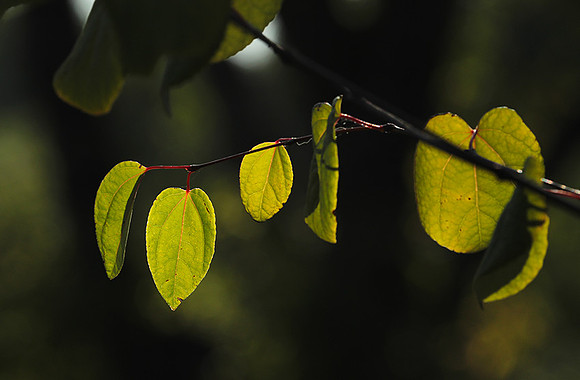 Autumn in my garden