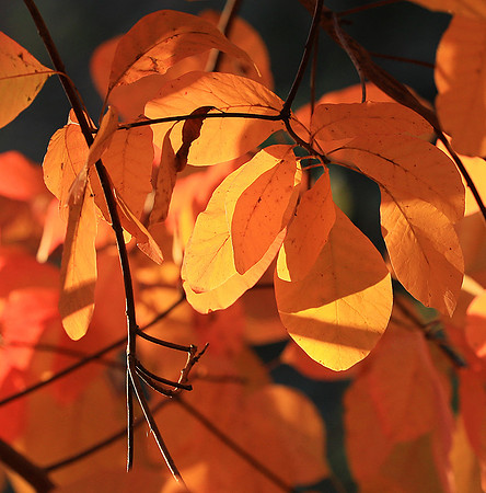 Autumn leaves - France