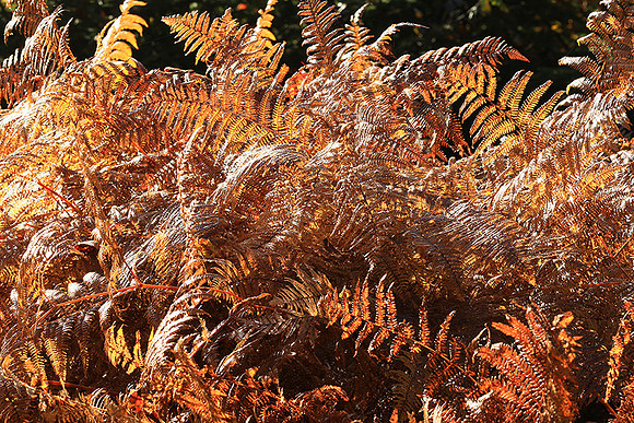 Ferns (fougères) - East of France