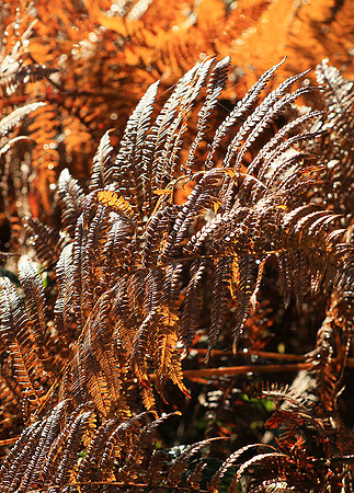 Ferns (fougères) - East of France