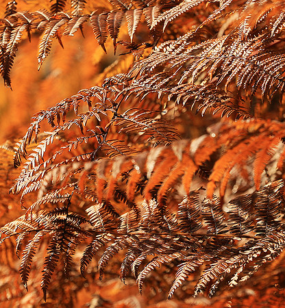 Ferns (fougères) - East of France