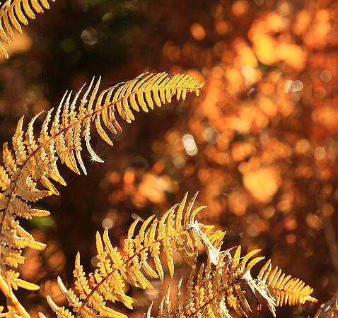 Ferns (fougères) - East of France