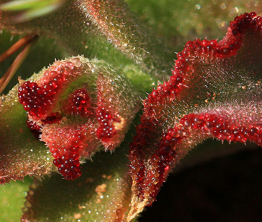 Succulents - Namaqualand - South Africa