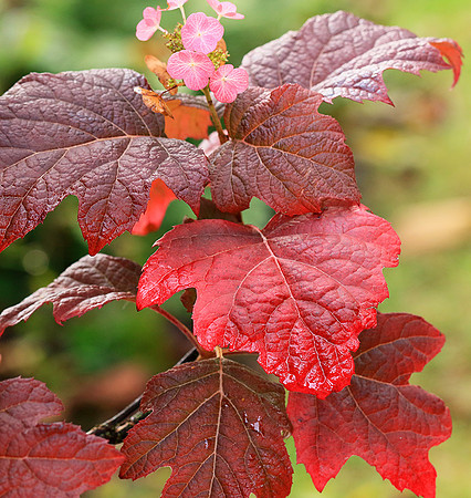 Hydrangea quercifolia (autumn)