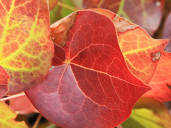 Epimedium leaves (early spring)